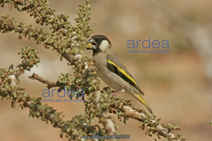 : Socotra Golden-winged Grosbeak : Socotra Golden-winged Grosbeak