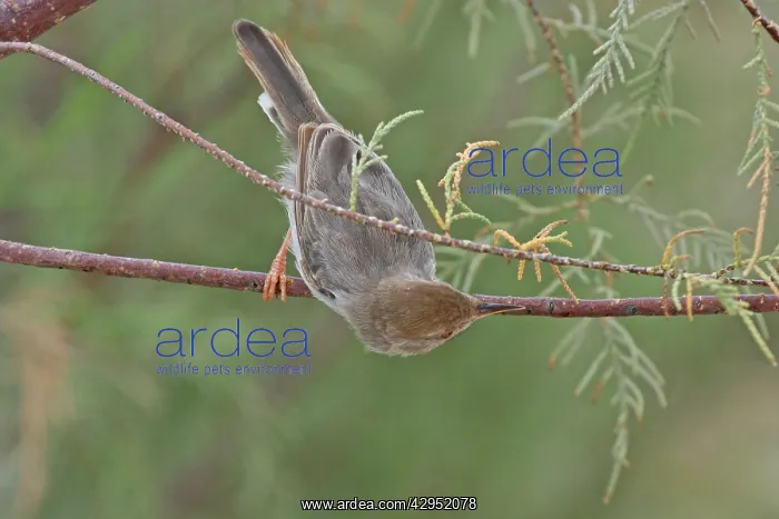 : Socotra Warbler : Socotra Warbler
