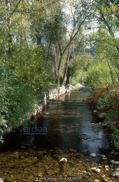 : Soda Creek in Autumn : Soda Creek in Autumn