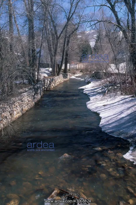 : Soda Creek in Spring : Soda Creek in Spring