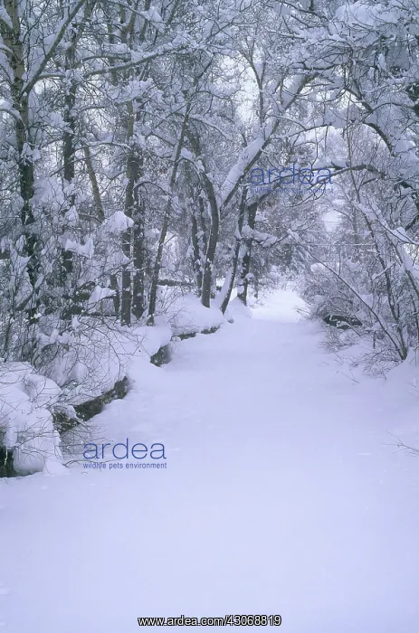 : Soda Creek in Winter : Soda Creek in Winter