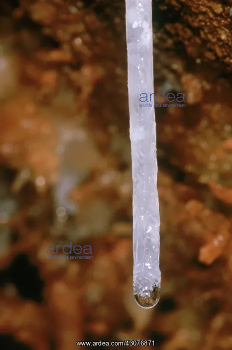 : Soda Straw cave formation : Soda Straw cave formation