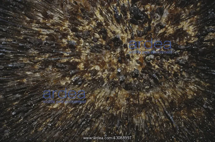 : Soda Straws in Carlsbad Caverns : Soda Straws in Carlsbad Caverns