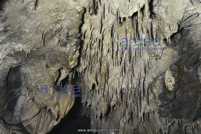 : Soda Straws in Oregon Caves NM : Soda Straws in Oregon Caves NM
