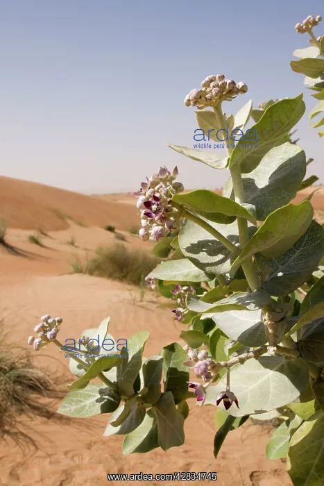 : Sodom Apple Milkweed : Sodom Apple Milkweed
