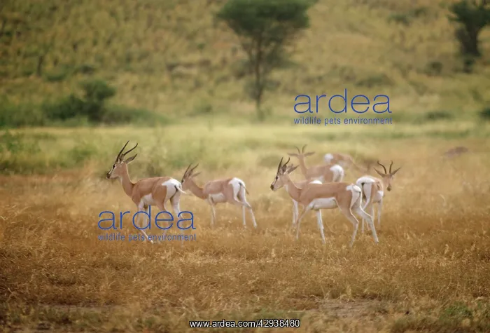 : Soemmering's Gazelle : Soemmering's Gazelle