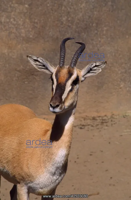 : SOEMMERRING'S GAZELLE - close-up of head : SOEMMERRING'S GAZELLE - close-up of head