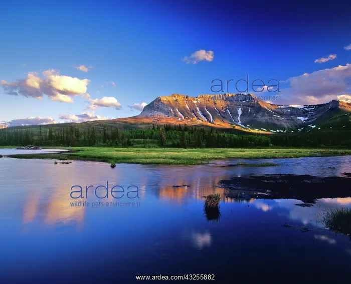 : Sofa Mountain Reflects in Beaver Pond in : Sofa Mountain Reflects in Beaver Pond in