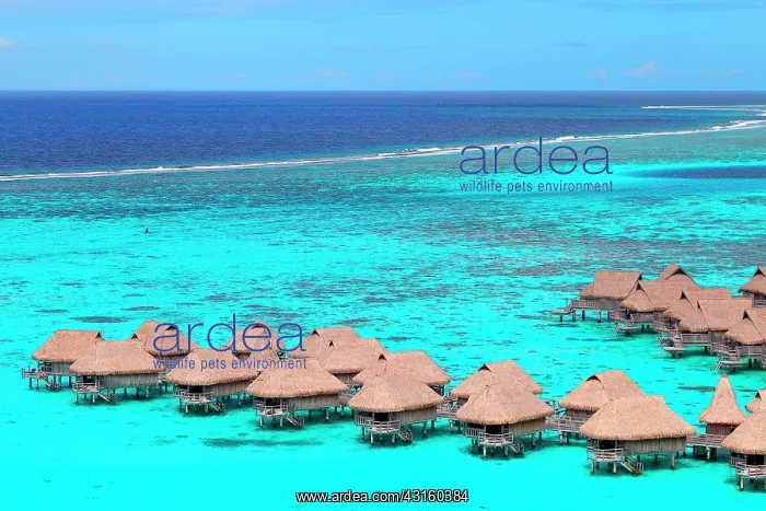 : Sofitel Moorea Ia Ora Beach Resort Maharepa : Sofitel Moorea Ia Ora Beach Resort Maharepa