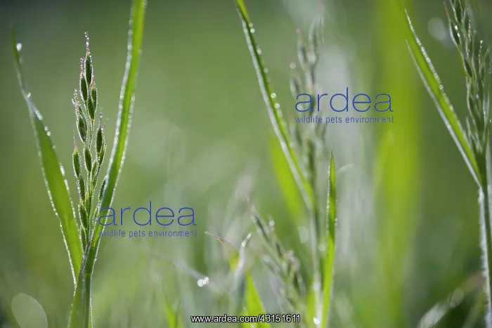 : Soft Brome : Soft Brome