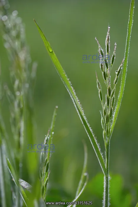 : Soft Brome : Soft Brome
