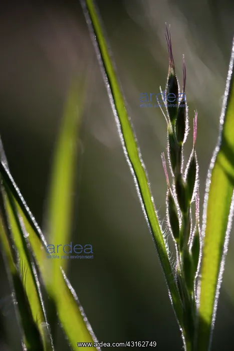 : Soft Brome : Soft Brome