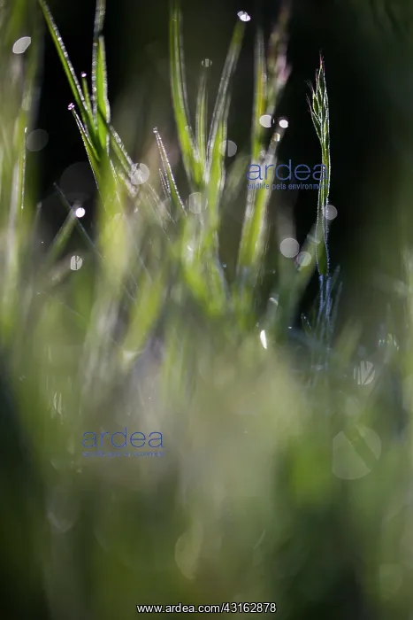: Soft Brome : Soft Brome