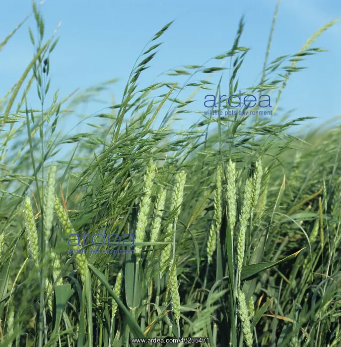: Soft Brome (Bromus mollis) in Wheat crop : Soft Brome (Bromus mollis) in Wheat crop