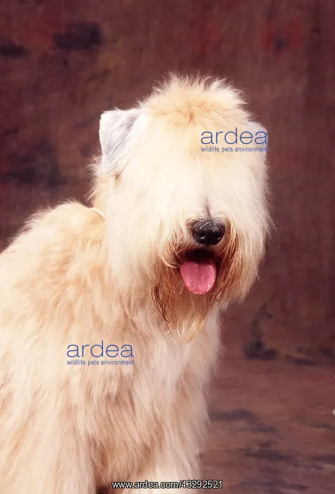: Soft-Coated Wheaten Terrier DOG : Soft-Coated Wheaten Terrier DOG