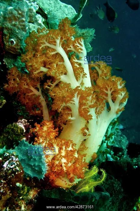 : Soft Coral : Soft Coral
