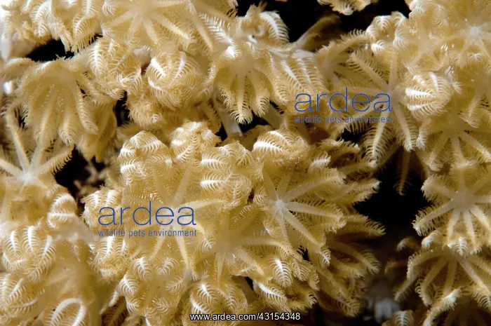 : Soft Coral : Soft Coral