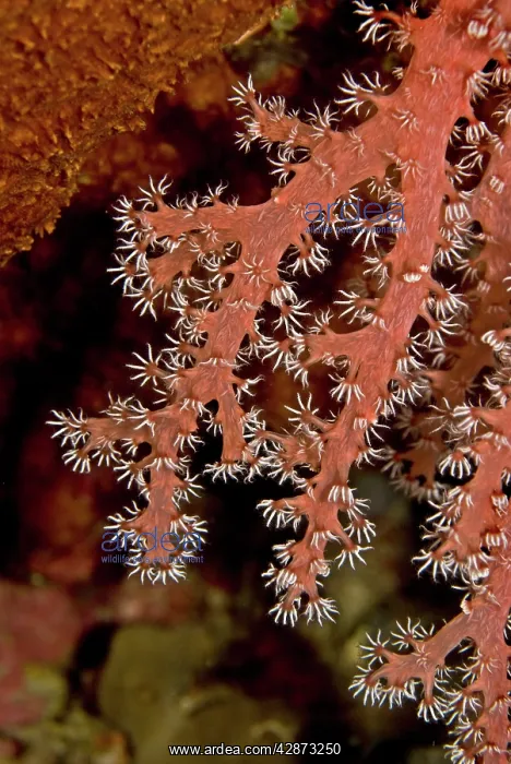 : Soft Coral - this animal is sweeping the current : Soft Coral - this animal is sweeping the current