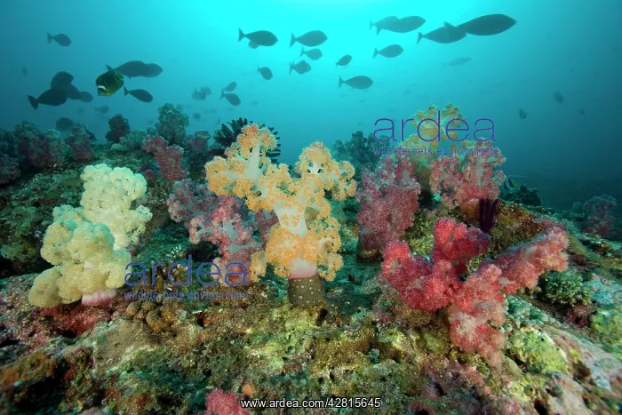: Soft coral colony Dendronephthya sp. Shark Point dive site : Soft coral colony Dendronephthya sp. Shark Point dive site