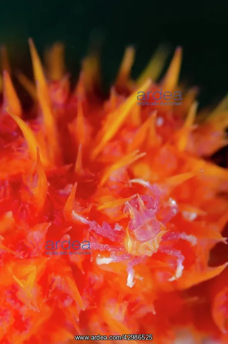 : Soft Coral Crab on Glomerate Tree Coral (Dendronephthya : Soft Coral Crab on Glomerate Tree Coral (Dendronephthya