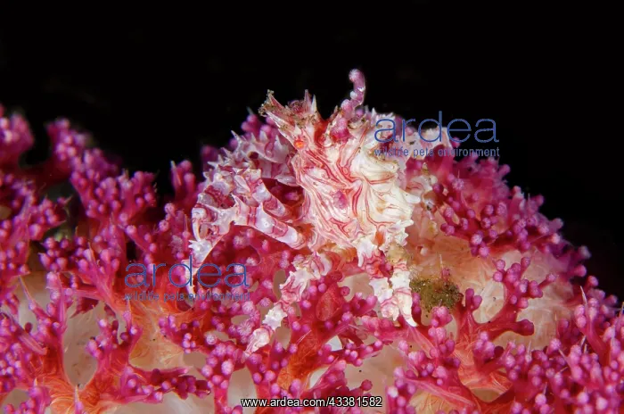 : Soft Coral Crab - on Glomerate Tree Coral (Dendronephthya : Soft Coral Crab - on Glomerate Tree Coral (Dendronephthya