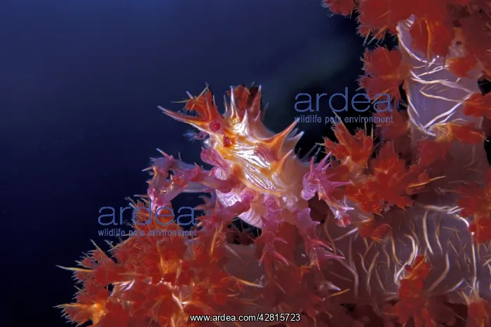 : Soft coral crab, Hoplophrys oatesii, Walindi, West New Brita : Soft coral crab, Hoplophrys oatesii, Walindi, West New Brita