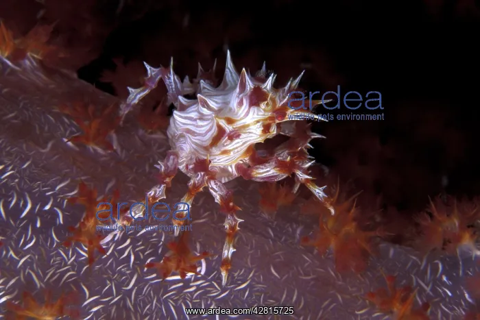 : Soft coral crab, Hoplophrys oatesii, Walindi, West New Brita : Soft coral crab, Hoplophrys oatesii, Walindi, West New Brita