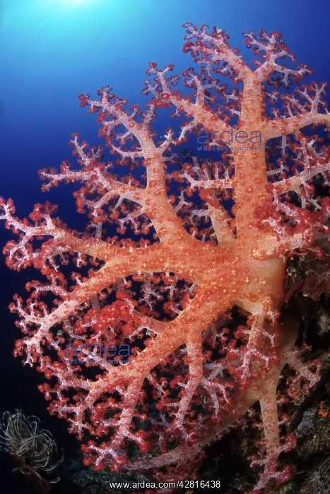 : Soft coral, Dendronephthya sp. Walindi, West New Britain, P : Soft coral, Dendronephthya sp. Walindi, West New Britain, P