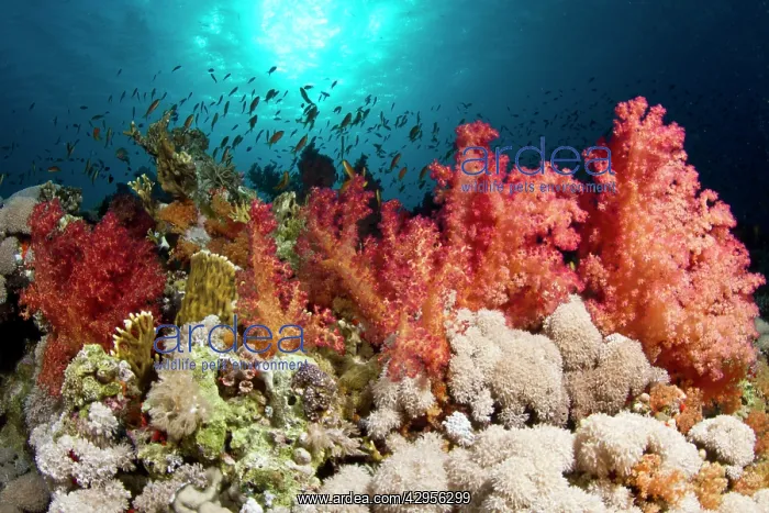 : Soft Coral garden : Soft Coral garden