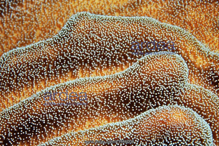 : Soft coral, leather coral (Lobophytum) with semi-enclosed : Soft coral, leather coral (Lobophytum) with semi-enclosed