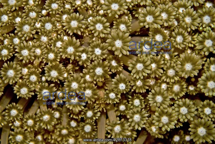  : Soft coral polyps