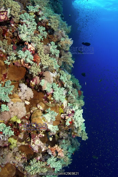 : Soft Coral Reef : Soft Coral Reef