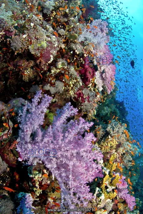 : Soft Coral Reef : Soft Coral Reef