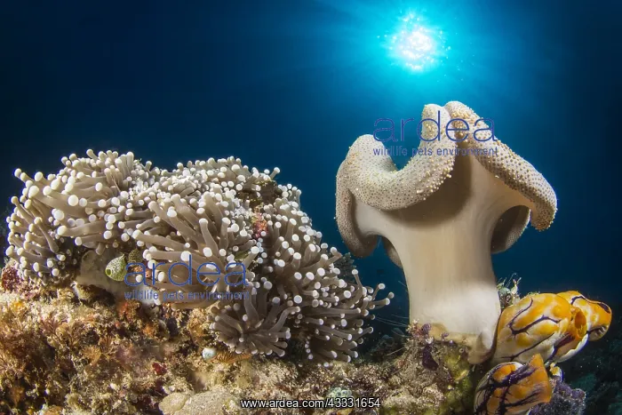 : Soft Coral (Sarcophyton sp) and Sea Anemone, Bangka : Soft Coral (Sarcophyton sp) and Sea Anemone, Bangka
