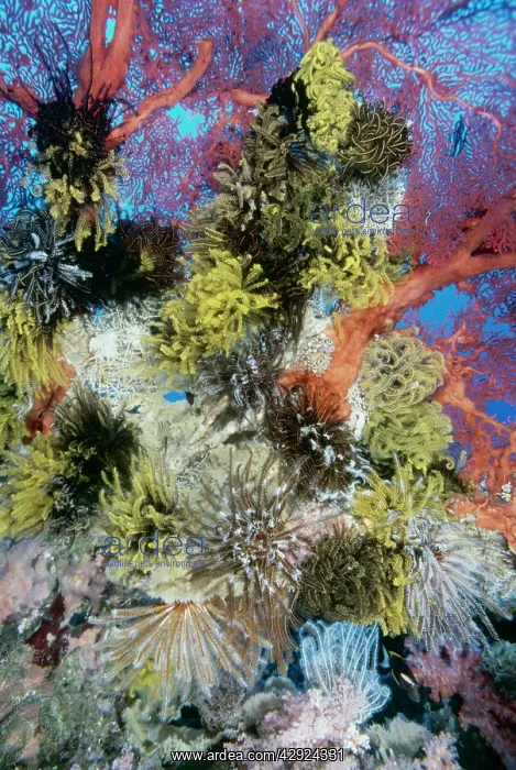 : Soft CORAL - and Sea Fans. Coral covered with Featherstars : Soft CORAL - and Sea Fans. Coral covered with Featherstars