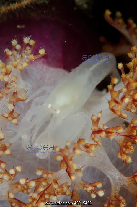: Soft Coral Snapping Shrimp : Soft Coral Snapping Shrimp