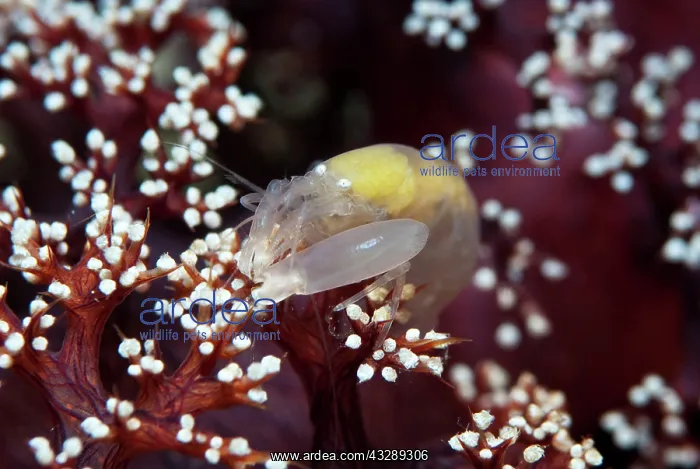 : Soft Coral Snapping Shrimp - on coral : Soft Coral Snapping Shrimp - on coral