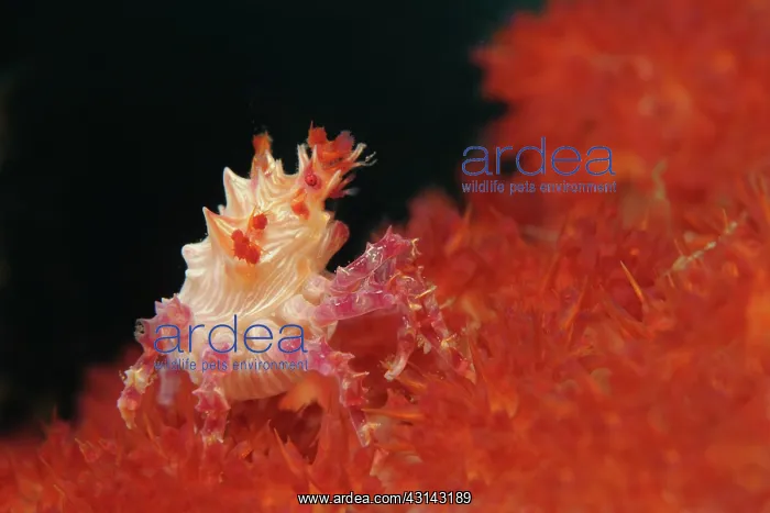: Soft Coral Spider Crab : Soft Coral Spider Crab