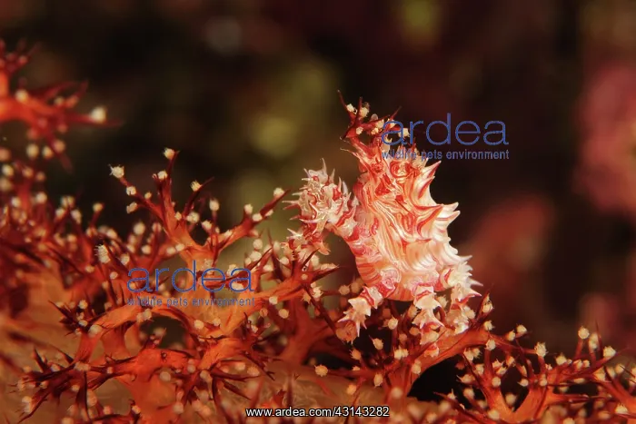 : Soft Coral Spider Crab : Soft Coral Spider Crab