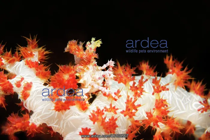 : Soft Coral Spider Crab : Soft Coral Spider Crab