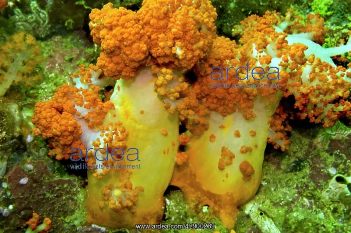 : Soft Coral - only found where there are strong currents : Soft Coral - only found where there are strong currents