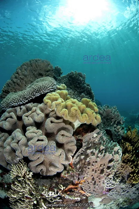  : Soft Coral and sun rays