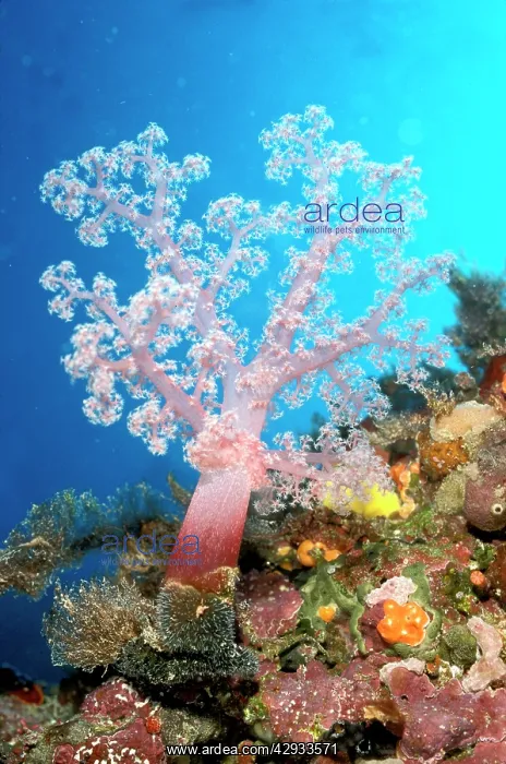 : Soft coral tree : Soft coral tree
