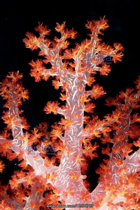 : Soft coral tree : Soft coral tree