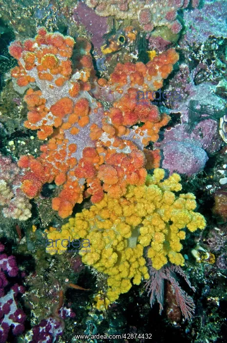  : Soft Corals - both these corals are the same species