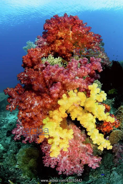 : Soft corals on reef, Raja Ampat Islands : Soft corals on reef, Raja Ampat Islands