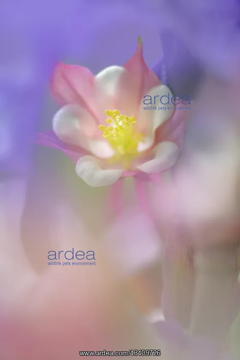 : Soft focus Columbine flower, Salem, Oregon : Soft focus Columbine flower, Salem, Oregon