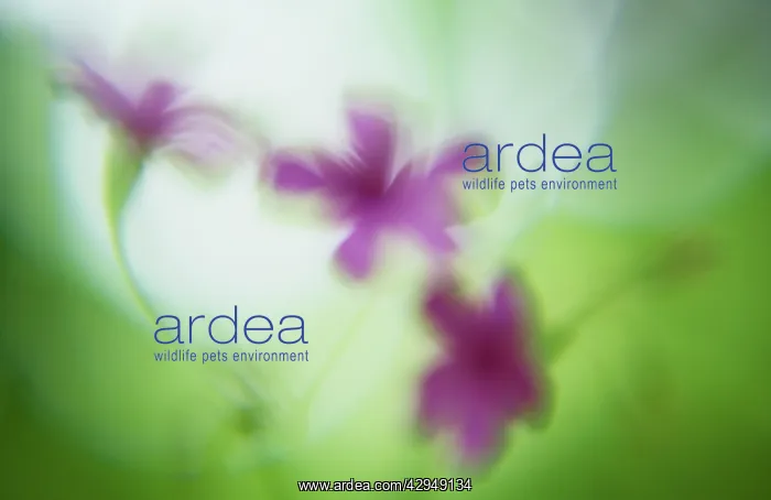 : Soft focus pink flowers : Soft focus pink flowers