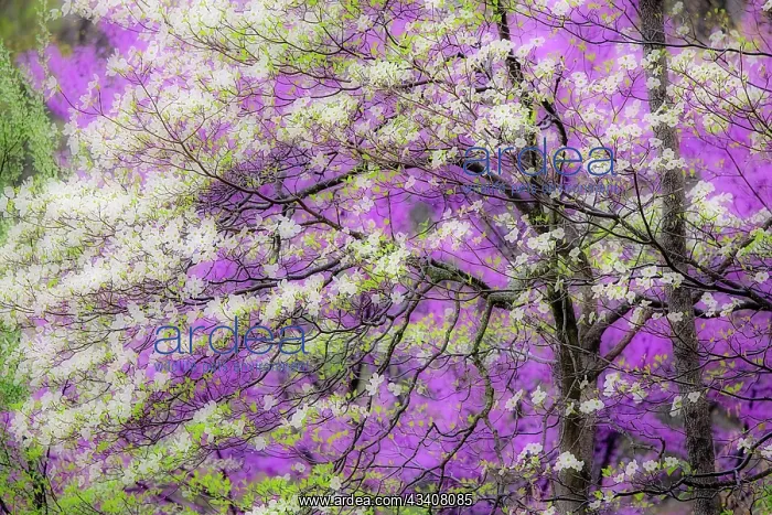 : Soft focus view of flowering dogwood tree and distant : Soft focus view of flowering dogwood tree and distant