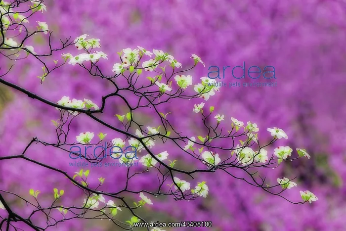 : Soft focus view of flowering dogwood tree and distant : Soft focus view of flowering dogwood tree and distant